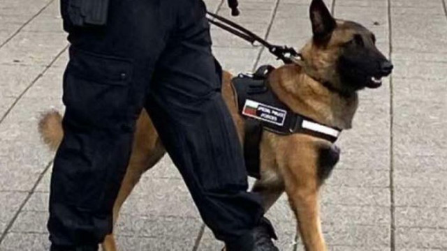 Полицейски патрули със служебно куче ще следи за спазването на